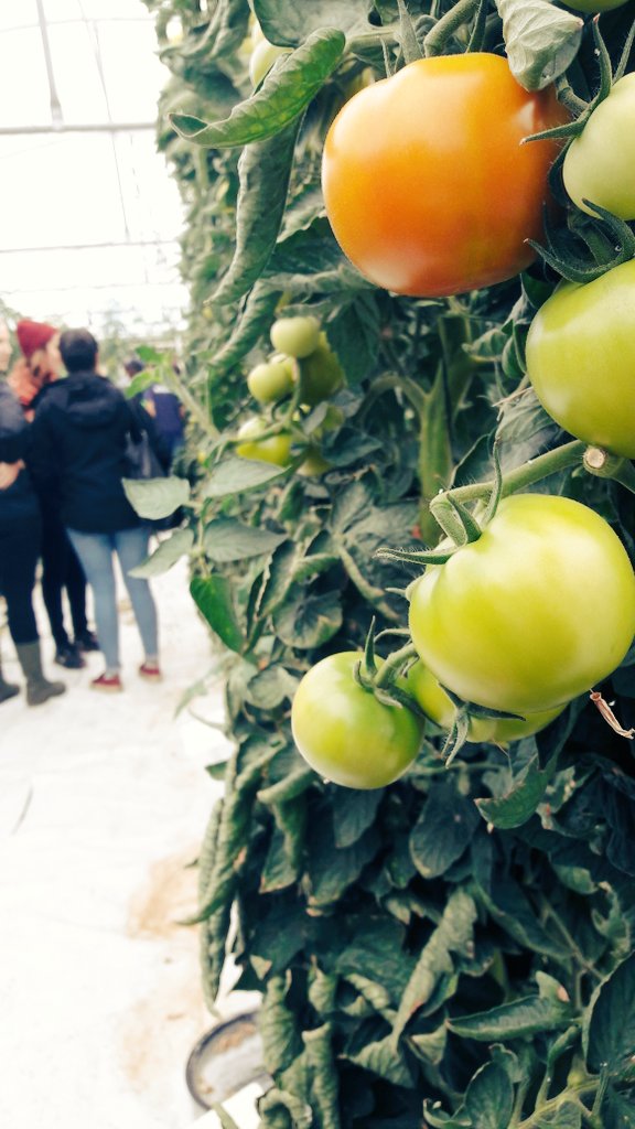 #Agronomy and #PlantBreeding departments had homegrown produce to show to the students! #StellenboschUniversity #AgriMaties