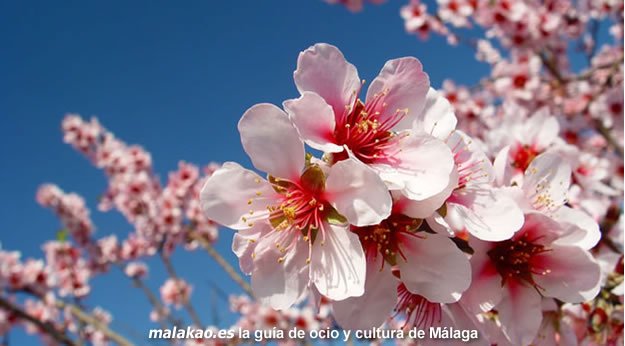Rutas  guiadas y gratuitas por los almendros en flor en el Día del  Almendro de Guaro. ¿Te apuntas?   malakao.es/fiestas/dia-de…