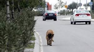 guardiacivil's tweet photo. Mientras sigamos siendo el país de Europa en el que más animales se abandonan seguiremos insistiendo
#ÉlNoLoHaría
#YoSiPuedoContarlo https://t.co/UBVhKkeMkj