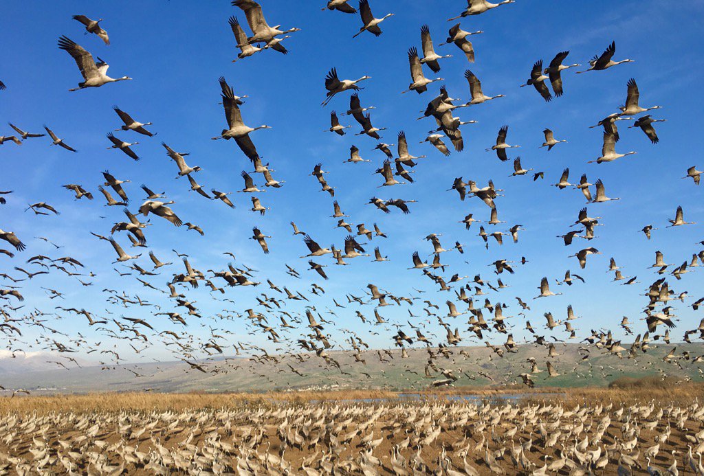 icouzin's tweet photo. My last photo of the cranes in the Hula valley. Next we are going to search for some mammals. https://t.co/eHhOftxcvK