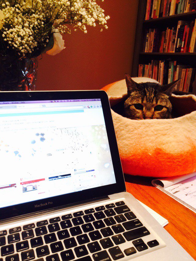 CaitlinJanzen's tweet photo. Work cave #CatsOfTwitter #phdlife https://t.co/JBr2zlN4Cz