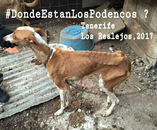 MarMndez3's tweet photo. #DondeEstanLosPodencos https://t.co/ETVCUwn8Po