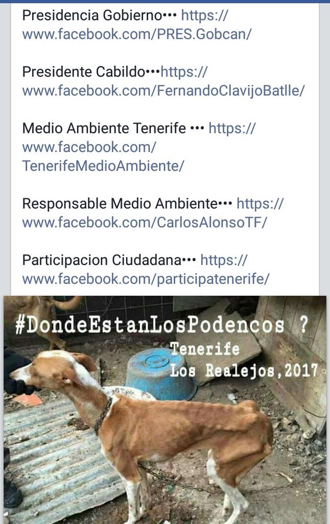 Esme_Alon's tweet photo. 🚨🆘🚨🆘 Los #Podencos tienen que aparecer!! #DondeEstanLosPodencos 🆘🚨🆘🚨 @carm_cerv @DesventurasCleo @vai3333 @verukawww https://t.co/5uYJmnS2Co