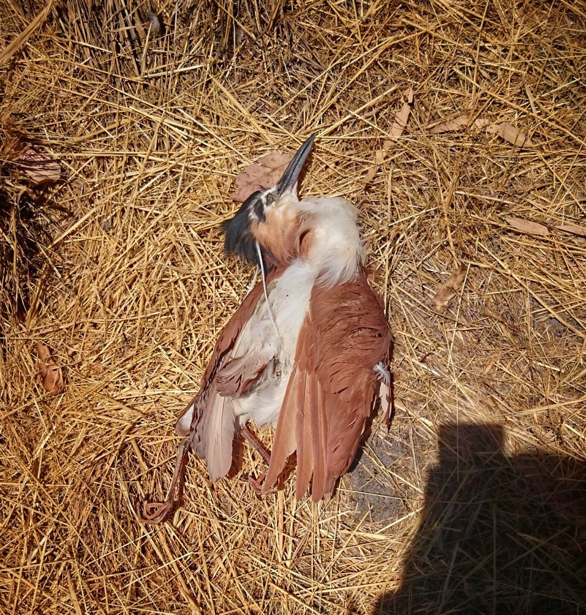 karla_dilazzaro's tweet photo. #JustanotherdayinWA WApremier 😷 @ColinBarnett destroying the sacred beeliar wetlands😕😫 #roe8 #NoRoe8 sacred aboriginal land @RethinkTheLink https://t.co/BpmY9fATZT