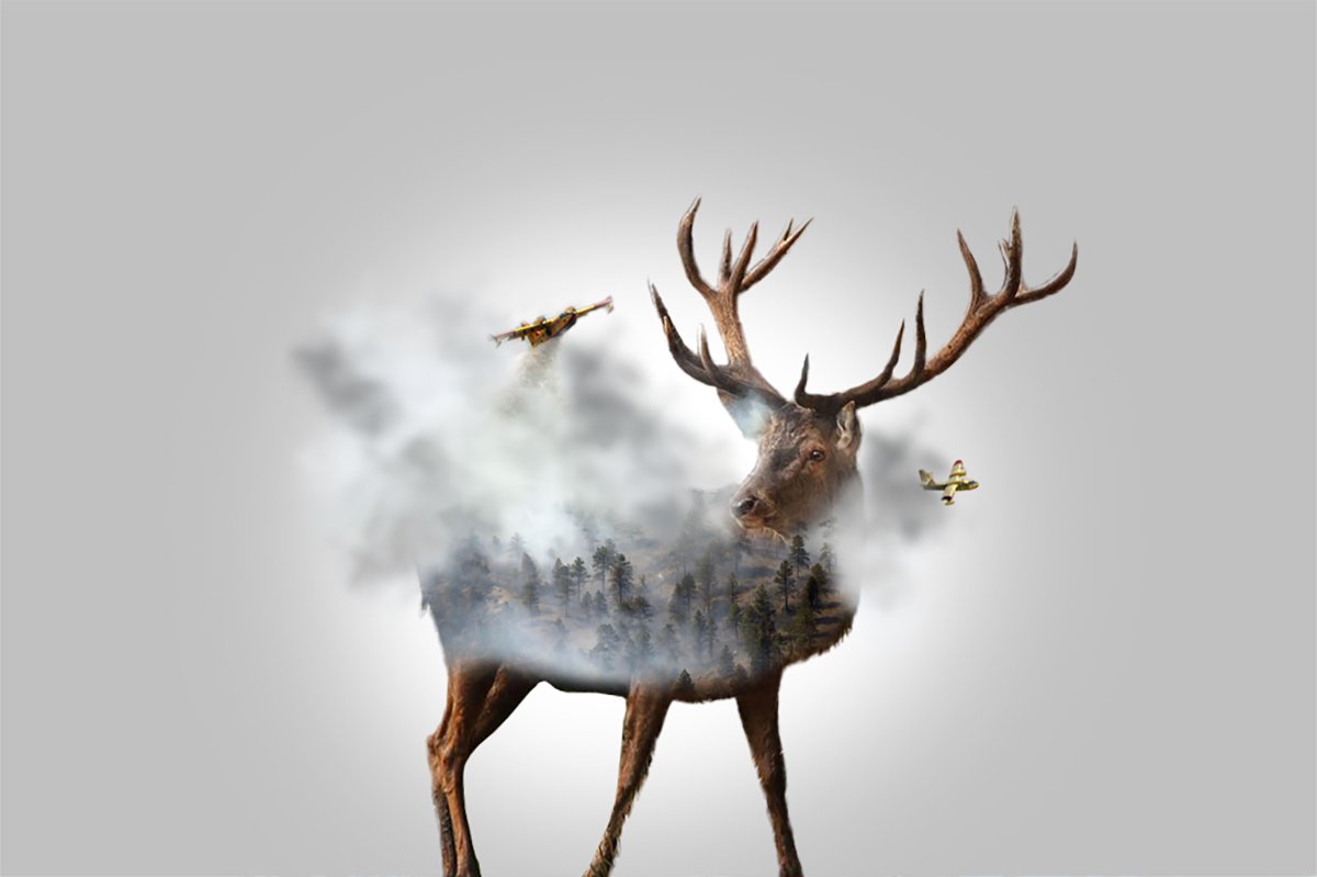MatteoPieroni2's tweet photo. @matteopieronicreative #canadair #fire #stag #smoke #nature #photo #pic #picture #matteopieronicreative #animal #forest #toescape 🦌🐾🔥🎥📸😱 https://t.co/NJd2smjLJ0