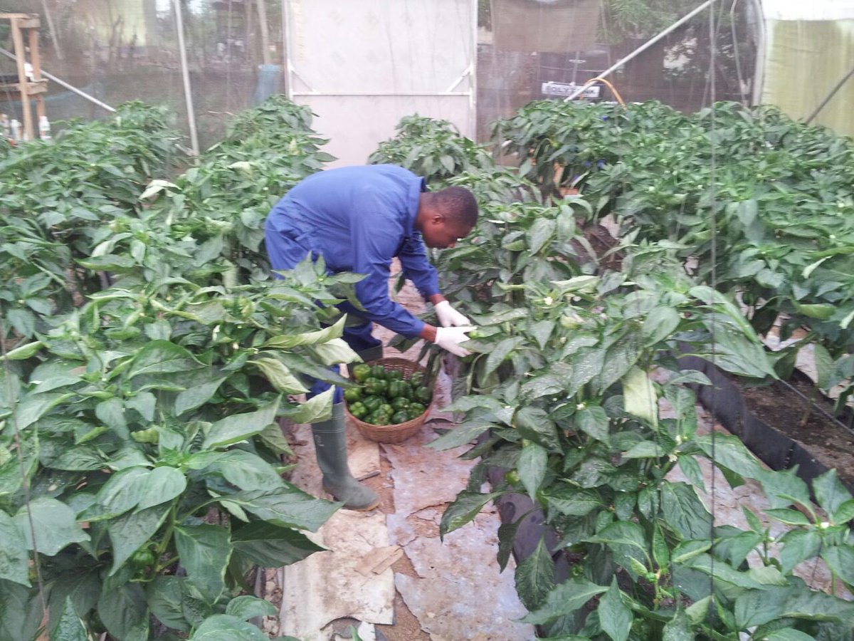EOpACT_Ghana's tweet photo. #EOpAct Internship at AIC-BLVGMS helped me to managed our school's plastic tunnel for sweet pepper production. Ruffai from KITA https://t.co/0OLt5WTkrS
