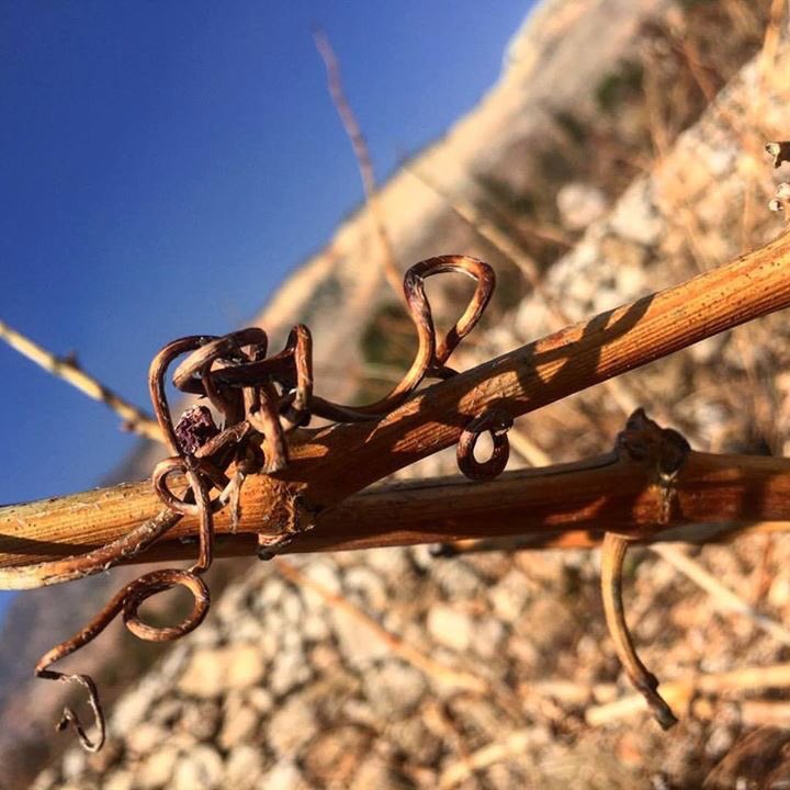 #livelovewine #pruning #pruningseason #winter2017 #chateaustthomas #vine #dormantvines #lebanon #bekaavalley #kabelias #vineyards #terroir