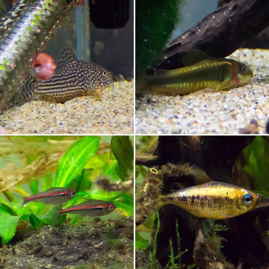 sukafu_'s tweet photo. 90水槽の住人達。
#90tank #コリドラス #カラシン #苔だらけなのは目を瞑ってくれ #tumblr
左上から時計回りに。
Co.ステルバイ(wild)
Co.イルミテー… https://t.co/pZ29cPBhd9 https://t.co/V9KkDjmudr