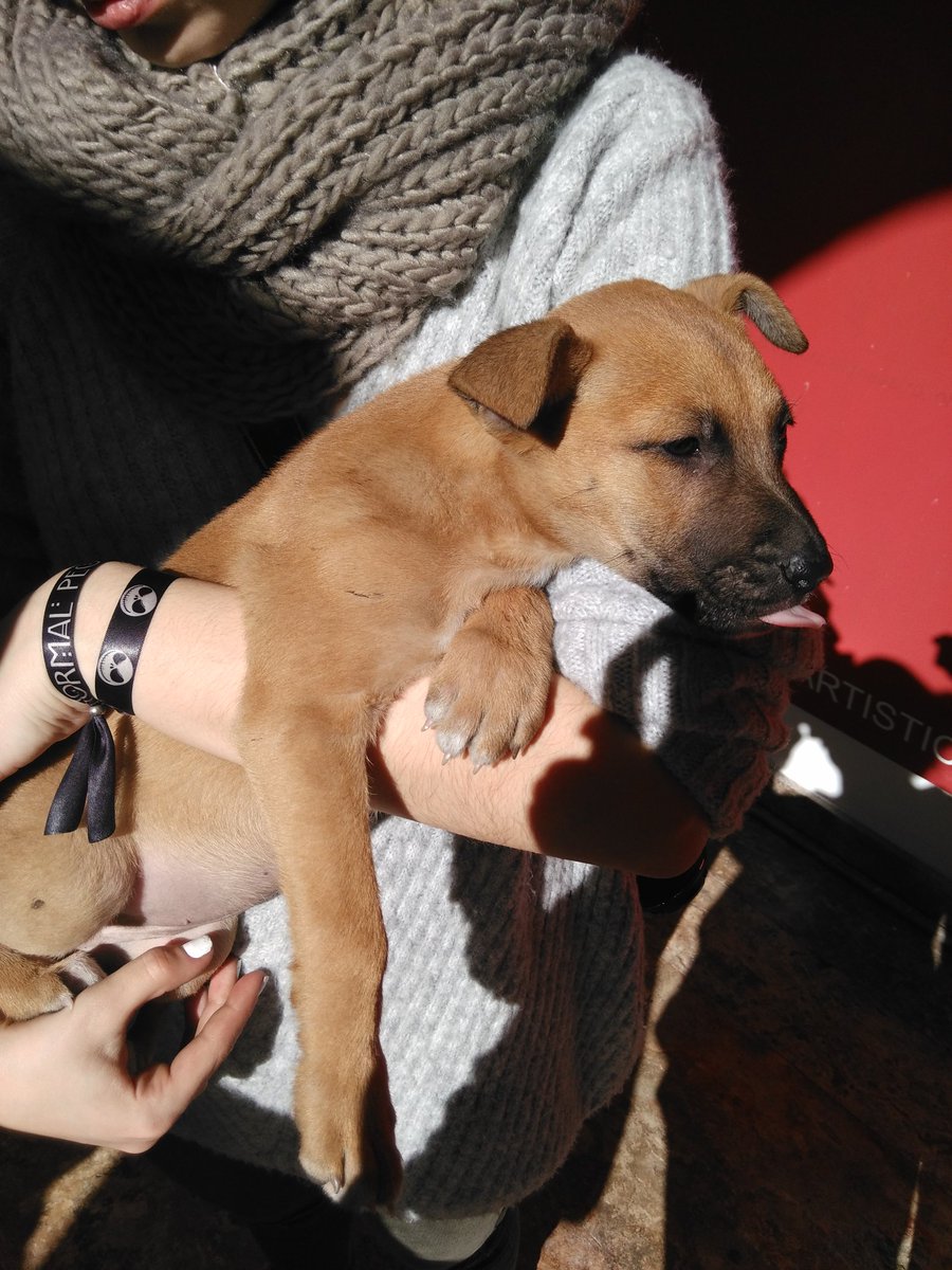 InkedMelon's tweet image. Encontrado abandonado en Almería necesita un dueño casa y amor urgente gracias se agradece difusión cualquier interesado md