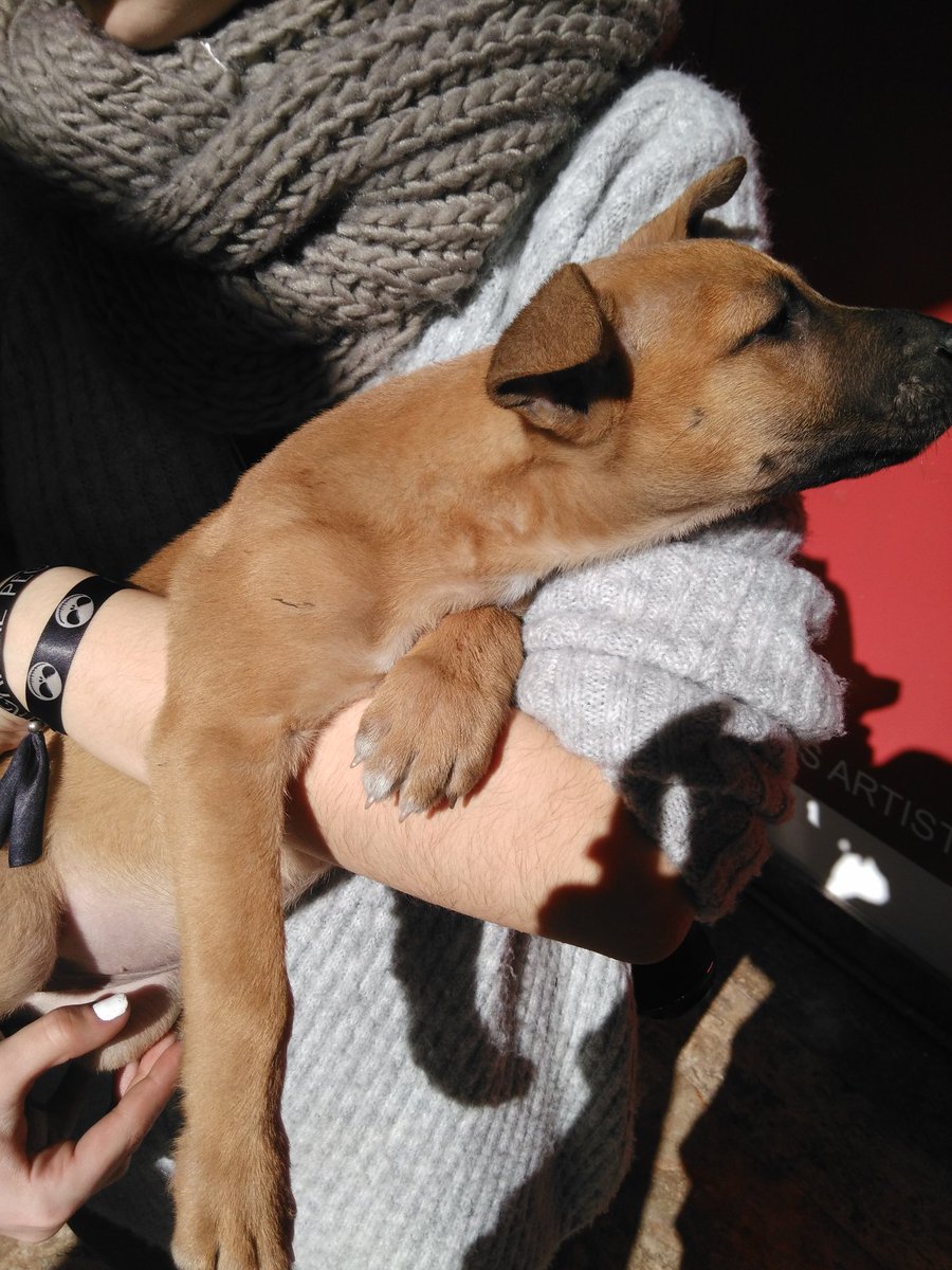 InkedMelon's tweet image. Encontrado abandonado en Almería necesita un dueño casa y amor urgente gracias se agradece difusión cualquier interesado md
