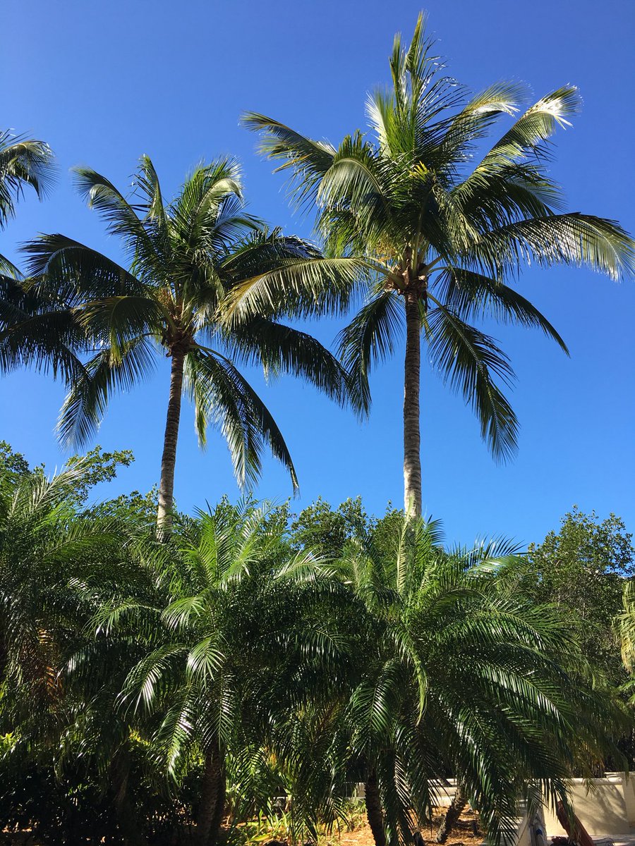 SequinJewelry's tweet photo. Little slice of heaven🌴
#JetSetSequin #travel #palmbeach #travelgram #palmtrees #inspiration #blueskies #tropical #paradise #resort2017 https://t.co/YEextgwxob