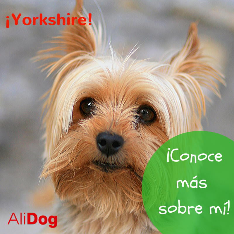 Aba_AliDog's tweet photo. Hoy te dejamos unos consejos para el cuidado de tu #Yorkshire Para mantener una correcta higiene. Entra aquí https://t.co/0iE4l4xS8J https://t.co/hW3NbGA1Qb