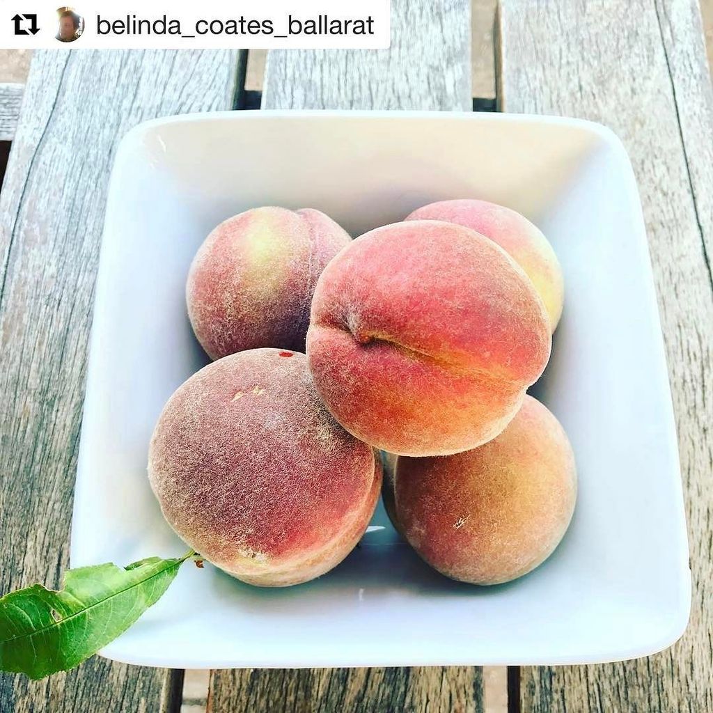 #Repost @belinda_coates_ballarat with <a href="/repostapp/">Repost</a>
・・・
Only 5 peachy 🍑 peaches from the peach tree this season.
5 is …