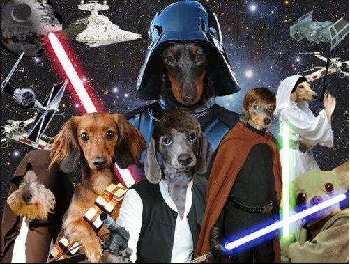 dachshund_basil's tweet image. youtu.be/MaMup_8RTPY @HamillHimself check out the #dachside    #MyyoungApprentice #Dachshunds #starwars