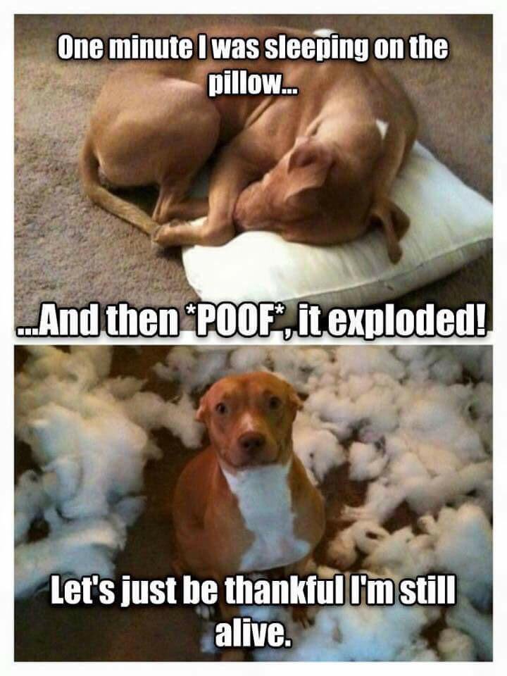 MissLilyPie's tweet photo. @TheBonziBomber #wasntme 😜😉 https://t.co/JPlah63O4A