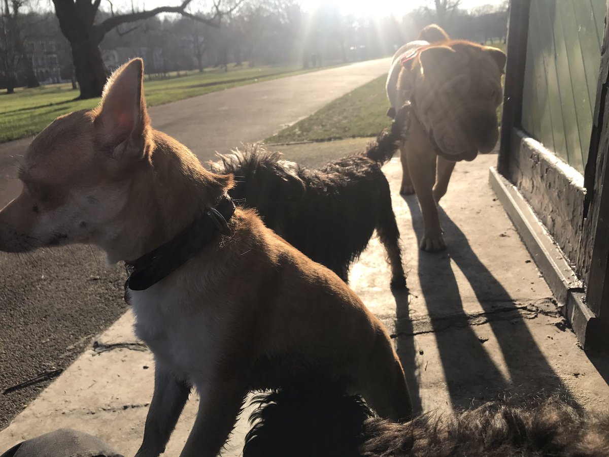 urDog ltd tweet media