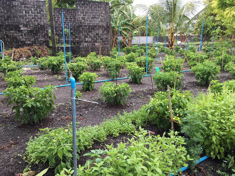 CAMMaldives1's tweet photo. Grow every tree; chemical free, sustain the resources that nature has gifted and harvest the bounties of the land without destruction. https://t.co/O7ComFW2CG