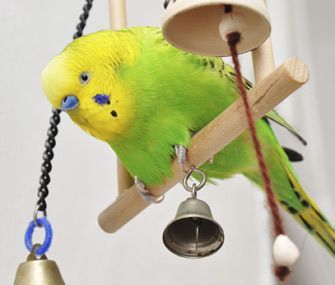 ArKfund's tweet photo. Do you have an exotic bird? Make sure you keep them away from these 10 everyday items:https://t.co/GHowlwJjJg #birds #pets #petcare https://t.co/nNCMpPnOOD