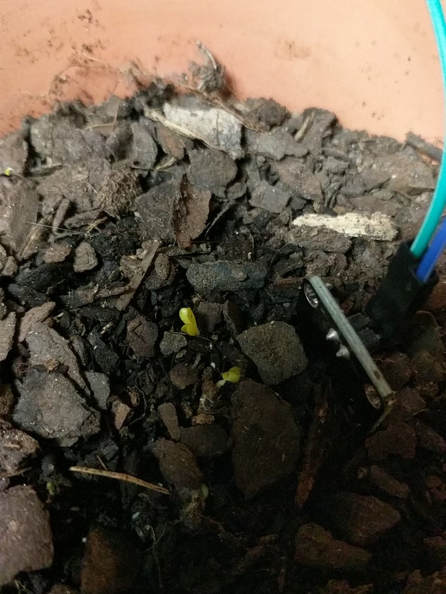 JeramyMustard's tweet photo. HELLO WORLD!

#MakeAThon2017 #NCSU #LifeAchieved https://t.co/jyNi39aUF8
