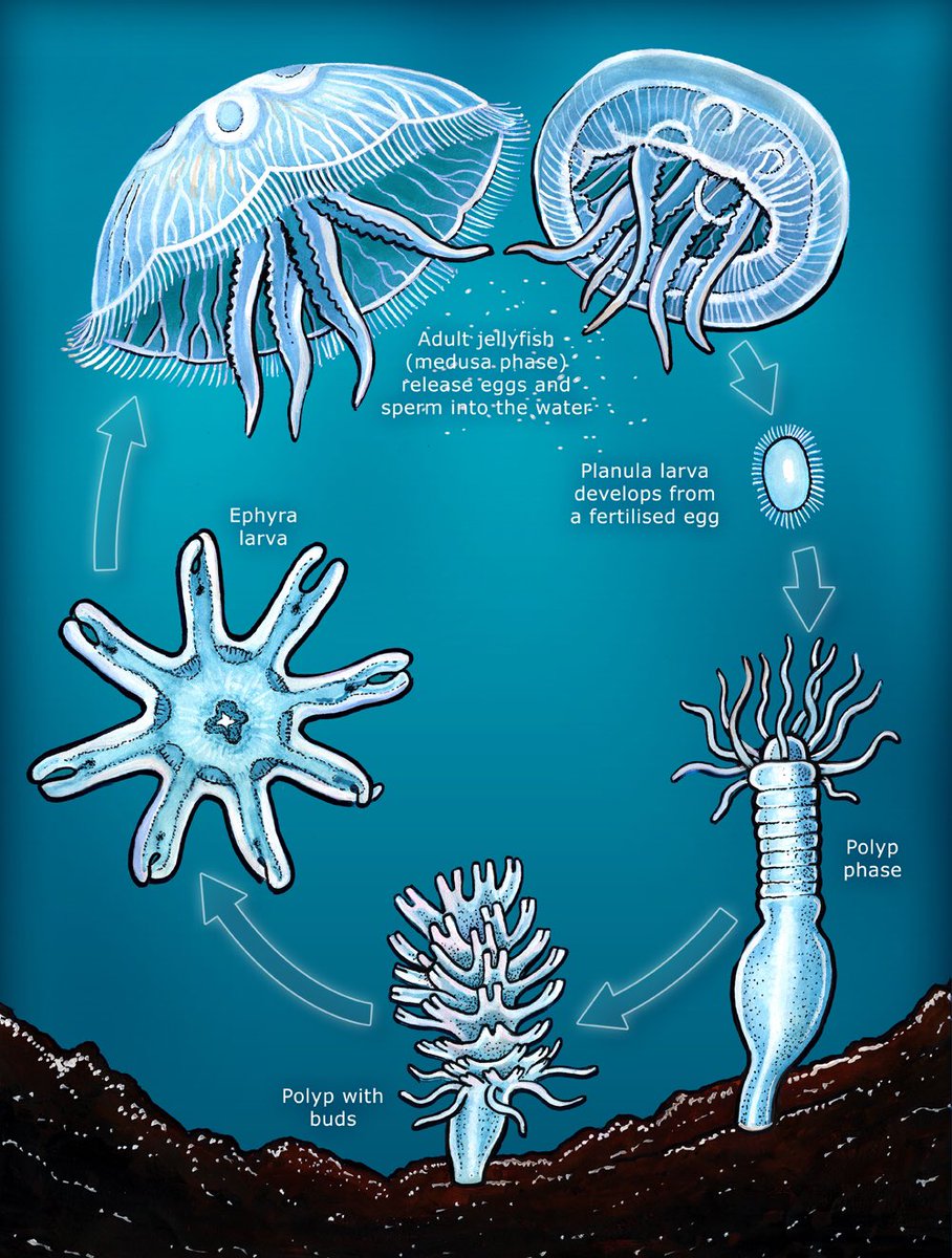 Turritopsis dohrnii (@Turritopsisdoh) | Twitter