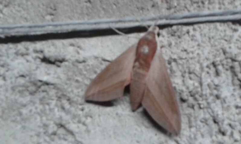 AkashicVerseTR's tweet photo. #hakikipokemon #moth #guve yüksek irtifadan uçan helikopter kadar ses çıkarıyordu kerata :D araştırmalar için app https://t.co/UuaerLv6WR https://t.co/9oB4AcxLIO