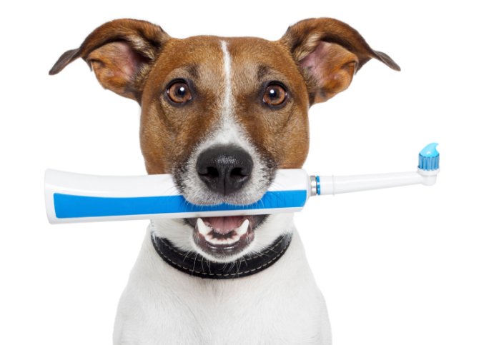 TLCDogBK's tweet photo. Be aware that dogs rarely show dental pain. Make sure to get your dog's teeth checked regularly. #DogWellness #DogHealth https://t.co/GdXxdYX59i