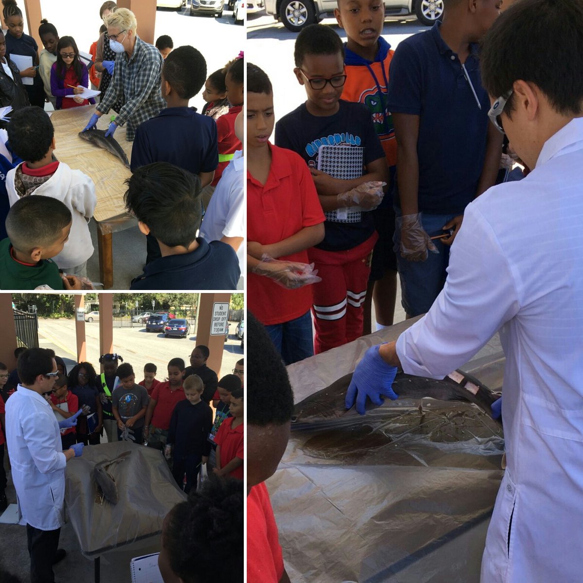 RiverhillsElemMagnet (@hcpsriverhills) on Twitter photo Shark dissection helps 5th gr explore the function of systems #inquiry #realscience #howtheworldworks <a href="/ibpyp/">IB PYP</a> <a href="/HillsboroughSch/">Hillsborough Schools</a> <a href="/SDHCMagnet/">HCPS Magnet Schools and Programs</a> Shark dissection helps 5th gr explore the function of systems #inquiry #realscience #howtheworldworks <a href="/ibpyp/">IB PYP</a> <a href="/HillsboroughSch/">Hillsborough Schools</a> <a href="/SDHCMagnet/">HCPS Magnet Schools and Programs</a>