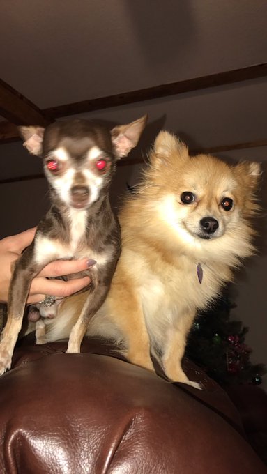 Well guys, I'm going to be a grandma any day now. If anybody wants a puppy let me know. They will look<a href="/tag/vegas21"class="tags"><span>#vegas21</span></a>