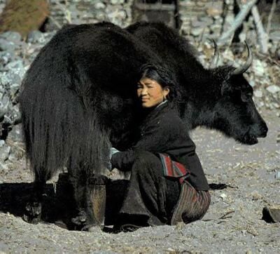 Twitter 上的 RAZAS DEL MUNDO："la leche de Yak tiene alto contenido graso, se la emplea para hacer mantecas y quesos de gran calidad! #razasdelmundo https://t.co/tZtMLCun6r" / Twitter