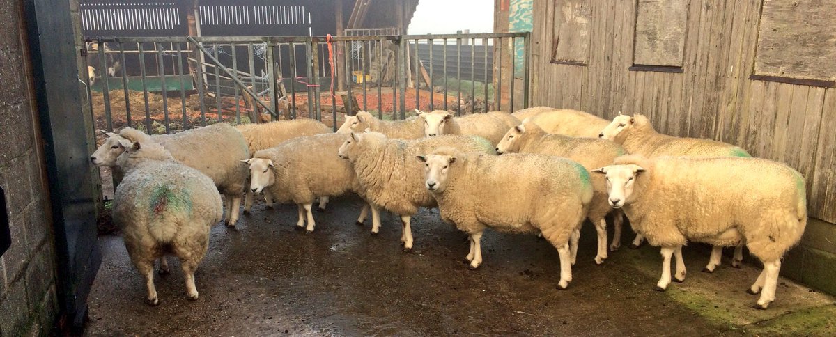 farmerphill1983's tweet image. Me &amp;amp; @StephPoshBird got our 12 sheep scanned today ......
11 having Twins
1 having Triplets 
#GoodGoing 
#sheep365 👍🐑