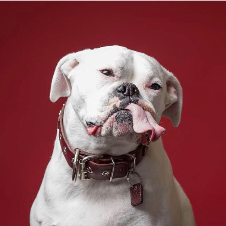 DogforDog's tweet photo. Happy #nationalpeanutbutter day from Layla loving our #DOGSBUTTER 🐶 https://t.co/6Jf6iSDodB
Photo by @clegreg https://t.co/AeiylBriOy