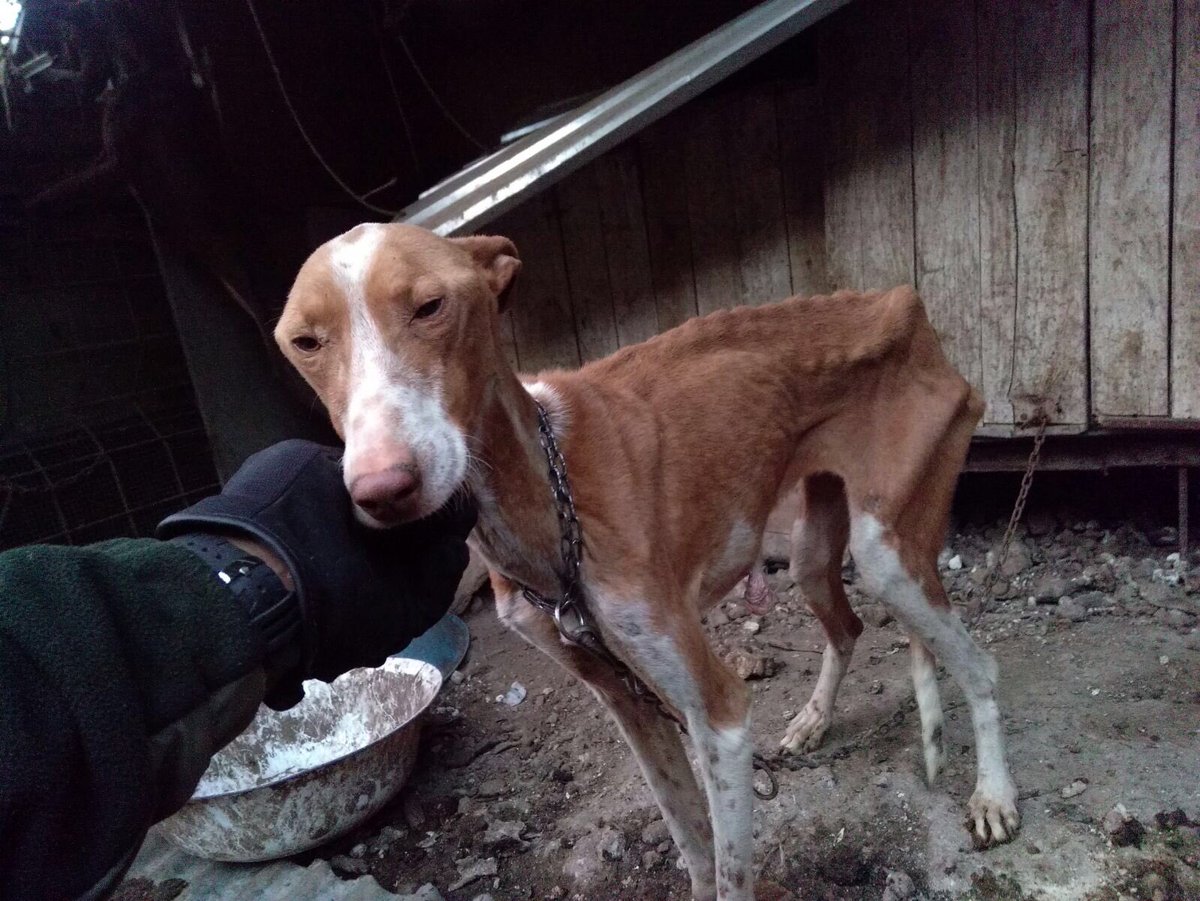 euge_paws's tweet photo. #DondeEstanLosPodencos TENERIFE oculta bajo la complicidad de la clase política y autoridades incontables casos de MALTRATO Animal https://t.co/KztkQMvDq1