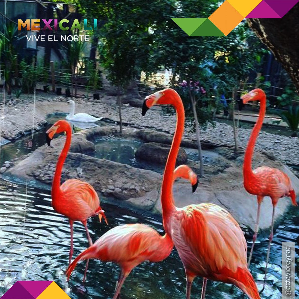 ¡Conoce el bosque y zoológico de #Mexicali!

Info. aquí:
 goo.gl/tprWF3
