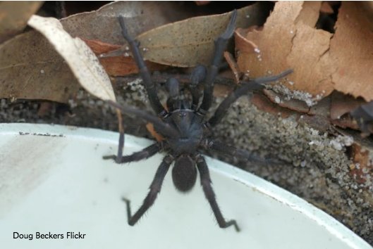 sciam's tweet image. Australia zoo urges people to catch deadly spiders as antidote runs low bit.ly/2jOcsT8