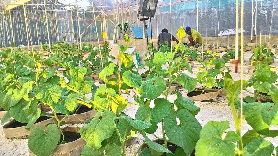 CAMMaldives1's tweet photo. Project Summary:     The project is to establishing 100% organic farming at s.medoo 
Consultancy:    On establishing a 100% organic farm https://t.co/6Wi9RDz66v