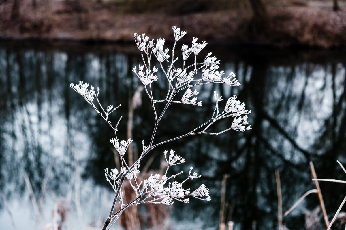 jbartke77's tweet photo. Frosting #Hannover #Frost #Winter #photography #fujifilm #xt2 #xf1855 #flower #leine #river https://t.co/qNd32YOKNj