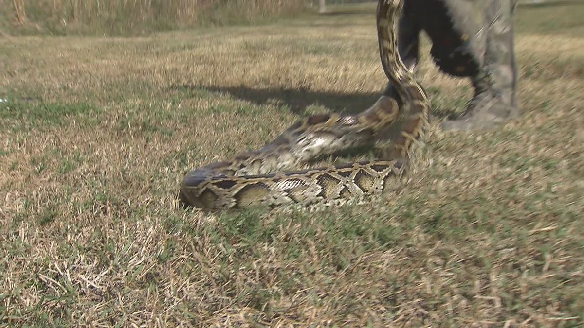 Snake catchers from India hunt pythons in Florida Everglades bit.ly/2jW6KR6 https://t.co/RDysCwNbwu
