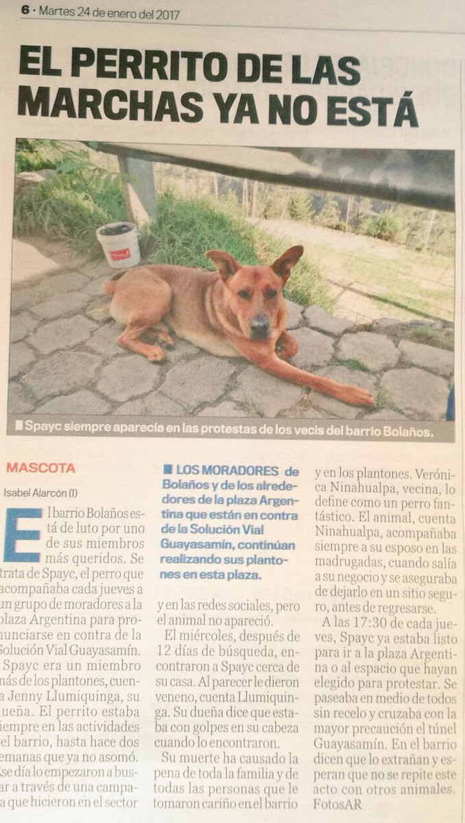 AVAstudillo's tweet photo. INDIGNADO!!! A nadie molestaba. Tan amiguero que podía asustar pero solo buscó caricias. Nosotros lo conocimos y lo mimamos #Spayc 😭😡 Basta! https://t.co/KrMQpzNEYT