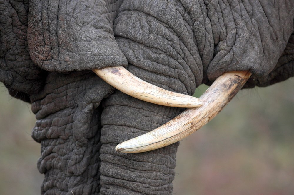 Why China's ivory ban is a mammoth step towards saving the elephant. independent.co.uk/news/world/asi…