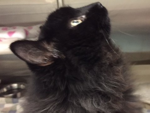 London Animal Care tweet media