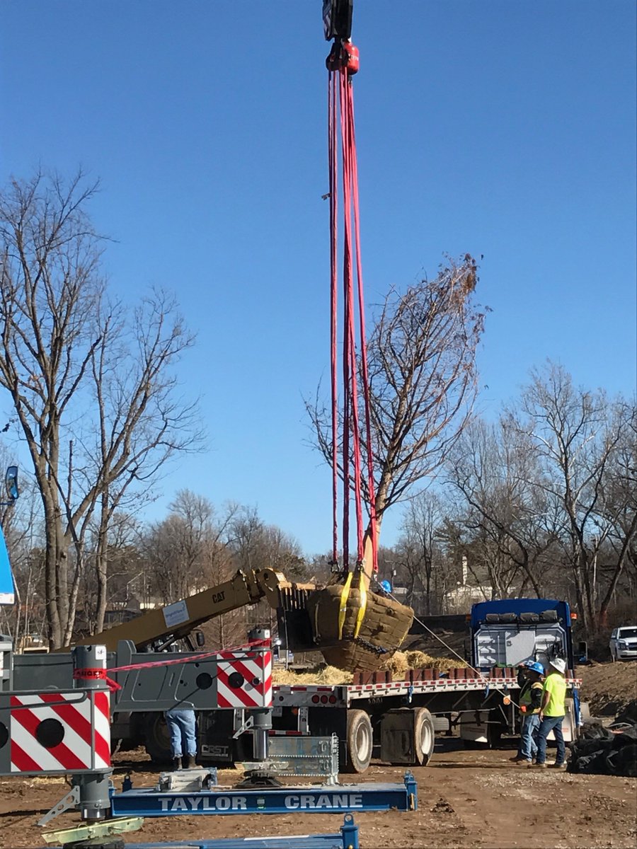 GatherTulsa's tweet image. This Pond Cypress weighs about 15,000 pounds and is currently 22-24 feet tall.