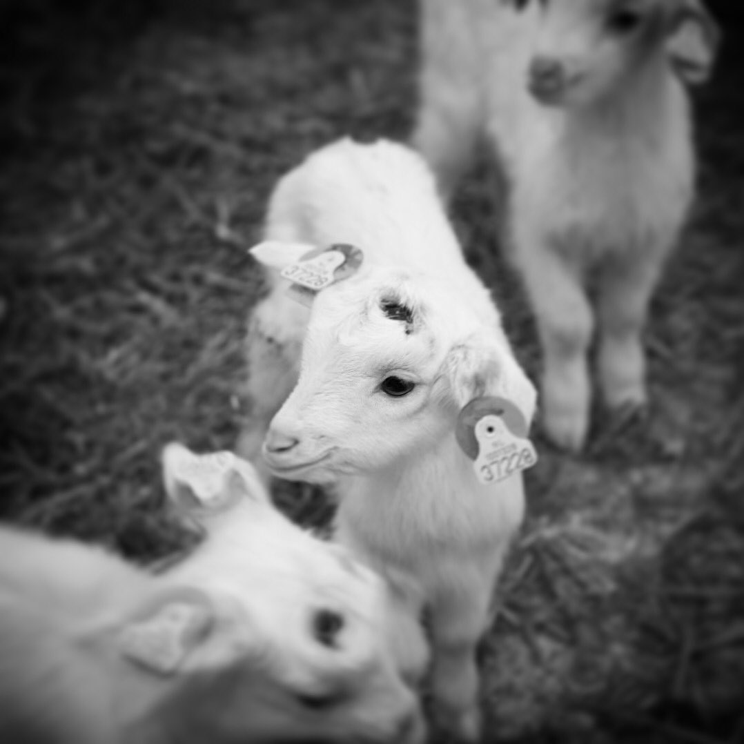 Sneak peek! 🐐 Binnenkort een artikel van @HiemstraP in <a href="/businessinbveld/">BusinessinBarneveld</a> over crowdfunding en agrarisch financieren @RabobankGV #mooiwerk