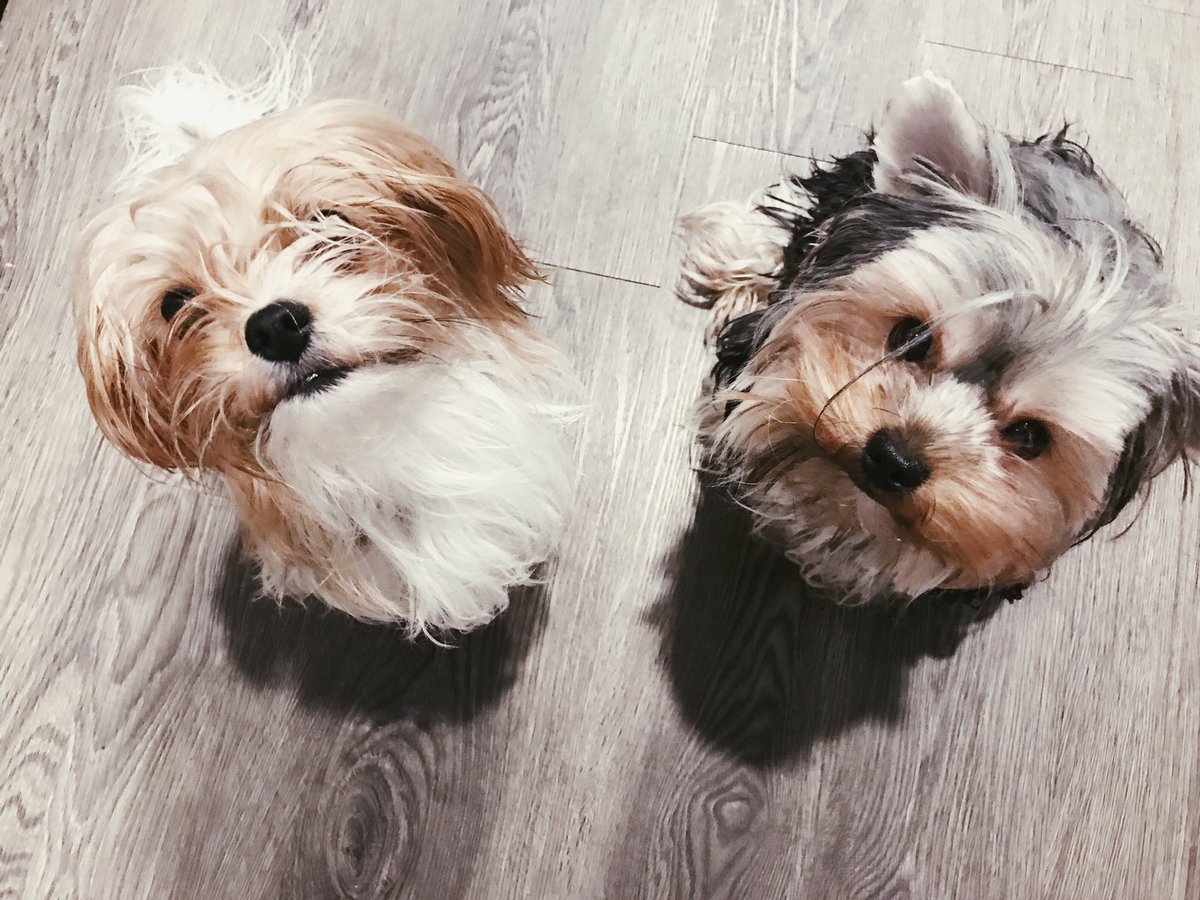 someokayphotos's tweet image. 4 treats, a slice of cheese and a stuffed shark went into this photo. #badmodels