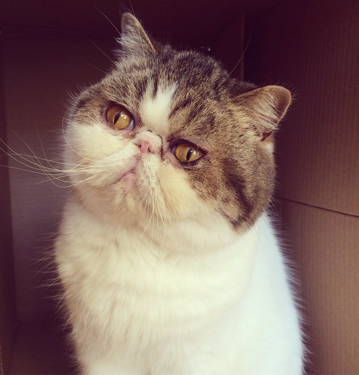 Looking pretty on #tunatuesday #CatsOfTwitter #cats #exoticshorthair #smooshface
