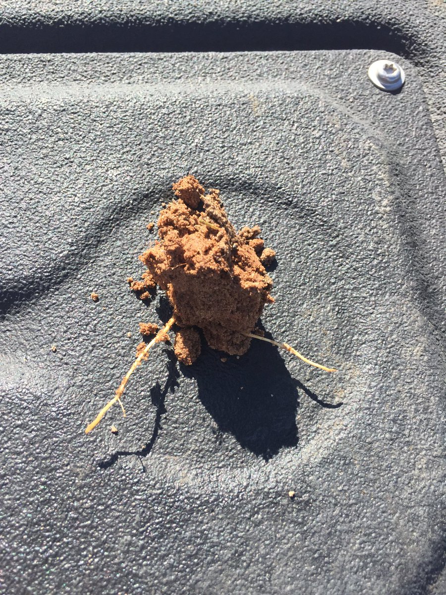 dsissomCCA's tweet photo. Almonds waking up and looking for energy. Root flush feed plant ready Orthophosphate #iFertilize #ultragro #2017almonds https://t.co/d4WZpaPgWU