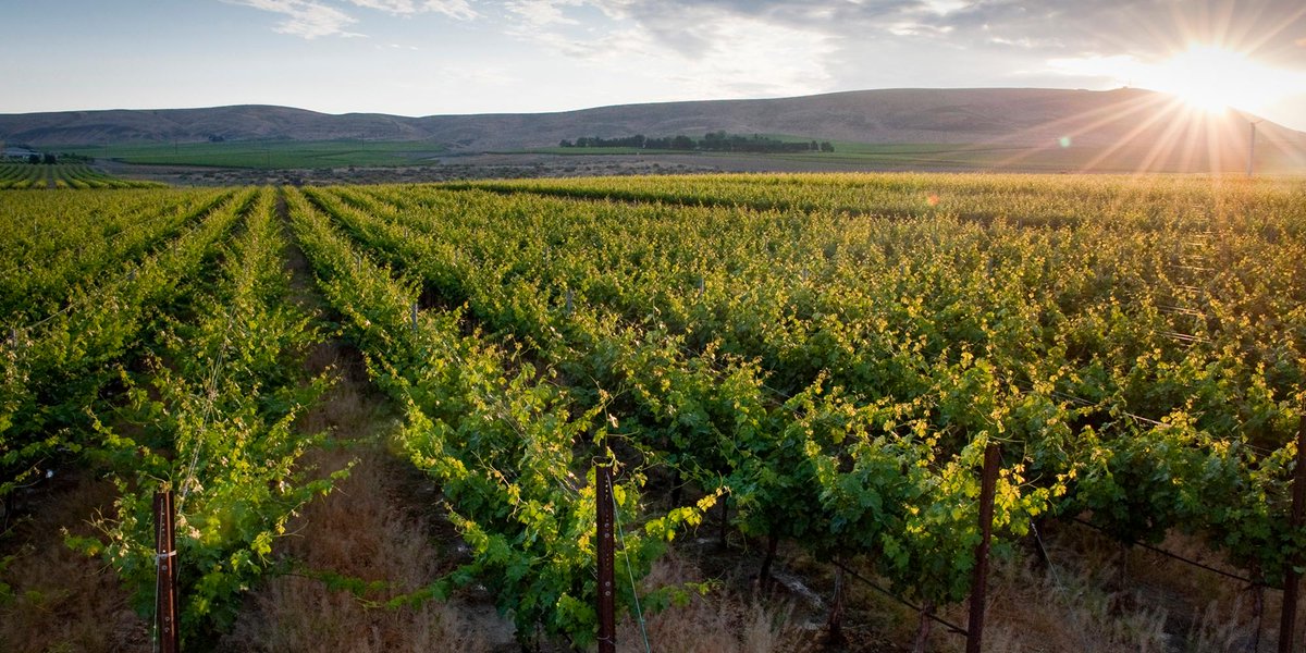 Wa_State_Wine's tweet image. Washington State continues to make waves in the world of wine. Never had a taste? It's high time to dive in. #WaWine
