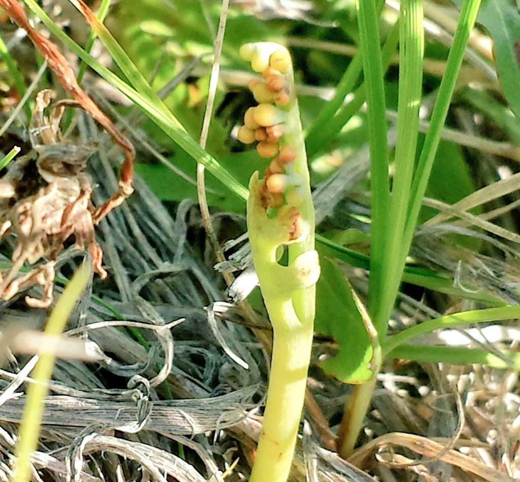 GrasslandNerd's tweet photo. A #Botrychium found @UAlbertaRRI in #DryMixedgrass #Prairie. #AB Doubtful it is B. #lunaria. #PlantID #Botany @npss_sk @SaskPCAP https://t.co/gtMr8PInwd
