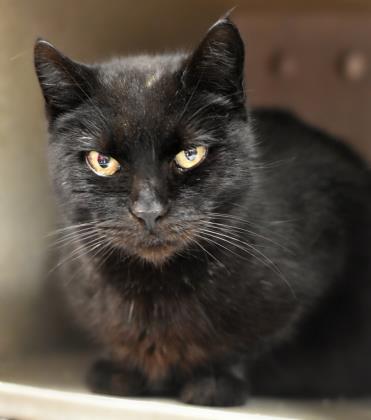 misskitty235's tweet photo. Sweet Boots dies at 8 Needs rescue At ACCT Philly
FIV+ Needs funds https://t.co/X2EmeteEs7
#Blackitty #poorodds #makeithappen RT PLZ https://t.co/eTr7ShshD2