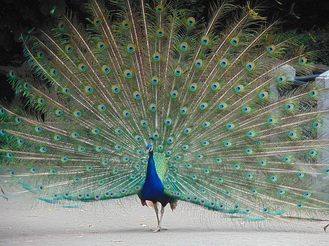 BigDataDetectiv's tweet image. Valladolid, fraude asegurador: 6 detenidos por estafar 33.000€ a las aseguradoras simulando accidentes de tráfico.  20minutos.es/noticia/294077…