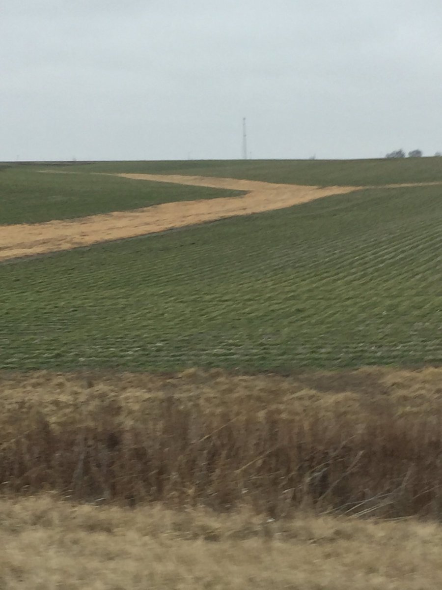 StoutSeed's tweet photo. #CerealRye #CoverCrop in #TwinRows in #SEIowa looking #Snassy @Vittetoe761 @FLOLOfarms https://t.co/PplgWG1NGx